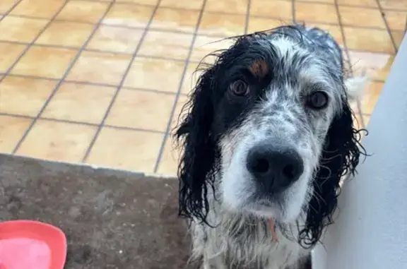 Chien trouvé , photo: Chien trouvé à Capvern, Occitanie