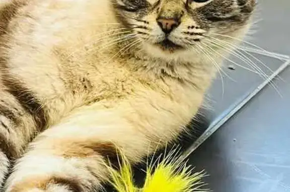 Animaux perdus Caen, photo: Chatte perdue à Caen, yeux bleus croisés