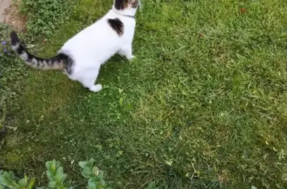 Chat blanc tacheté trouvé à Wavrans-sur-l'Aa - photo