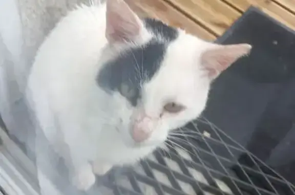 Animaux trouvés Plounévez-Lochrist, photo: Chat trouvé blanc tacheté noir Roscogoz