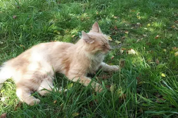Chat affectueux trouvé à Trélazé - photo