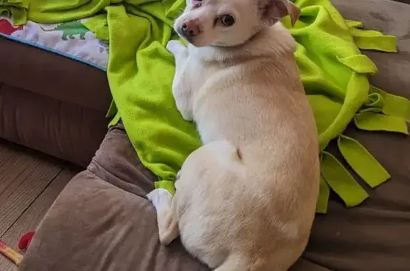 Missing dog , photo: Lost Dog in Hermantown: Cream, Green Collar