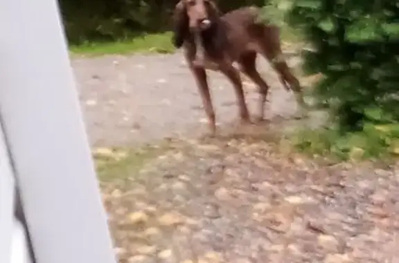 Animaux trouvés , photo: Chien Bruno du Jura trouvé à Laval-de-Cère