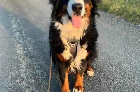 Animaux perdus Saint-Philbert-du-Peuple, photo: Bouvier perdu à St-Philbert-du-Peuple