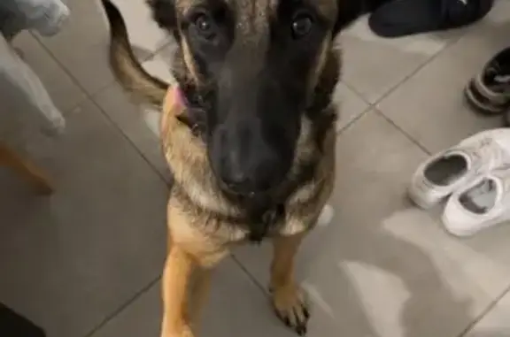 Animaux perdus Saint-Philbert-du-Peuple, photo: Chien perdu : Malinoise Shanelle fauve