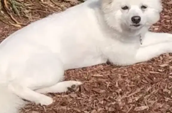 Lost Husky Mix on E. Jefferson St, Joliet