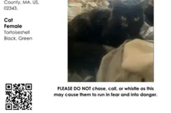 Lost Fluffy Cat: Black/Tan, Double Pawed