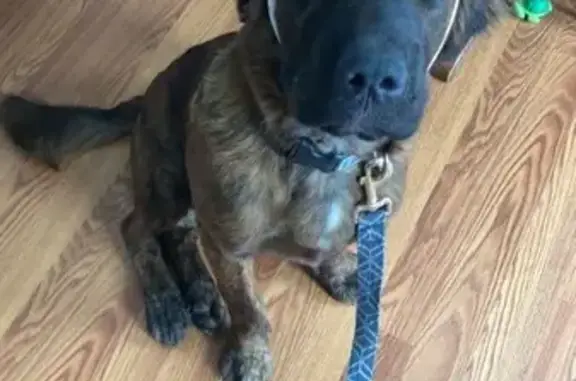 Missing dog Newark, photo: Lost Brindle Dog: Friendly & Microchipped