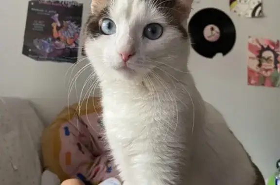 Jeune chatte beige perdue à Mulhouse - photo