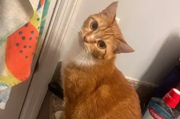 Missing cat , photo: Lost: Orange Cat with Bobbed Tail
