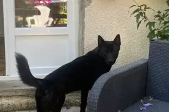 Chien perdu bringé, peureux, Tours - photo