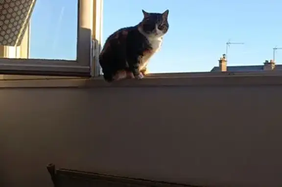 Chat perdu, Douarnenez, photo: Chatte tigrée perdue à Douarnenez