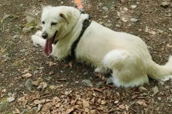 Chien perdu craintif à Tournay (Occitanie) - photo