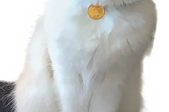 Animaux perdus Lormont, photo: Chatte perdue, blessée, Lormont