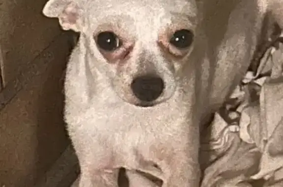 Perros perdidos, , foto: Perro Perdido: Chihuahua Blanca de 1 Año