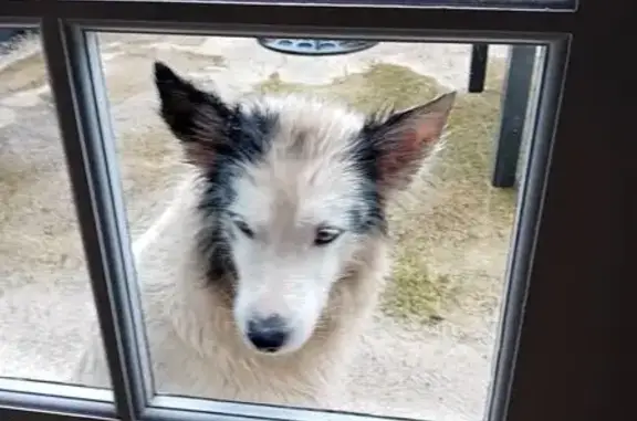 Chien trouvé , photo: Chien perdu nourri à Saint-Pastous