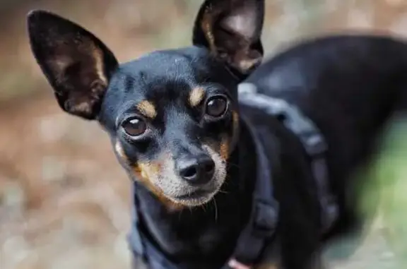 Mini Pinscher Negro Perdido en Gójar