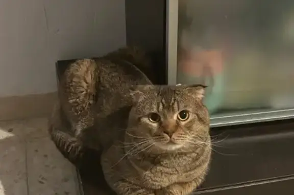 Gatos perdidos, El Prat de Llobregat, foto: Gato Perdido en El Prat: ¡Ayúdanos a Encontrarlo!