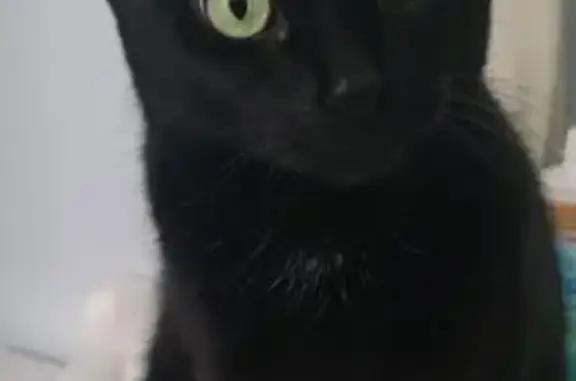 Lost Black Cat: Miss Shadow in Trenton