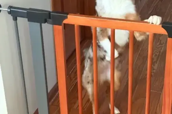 Lost Red Merle Aussie on Greenwood Rd