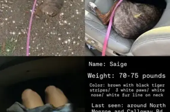Lost Dog: Brown/Black Stripes, North Monroe