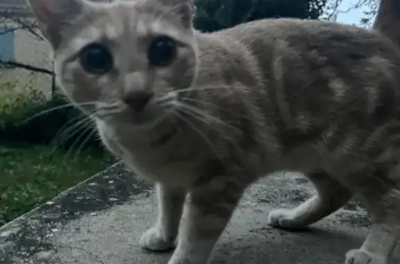 Chat trouvé Annonay, photo: Chat trouvé appartement Rue Montalivet