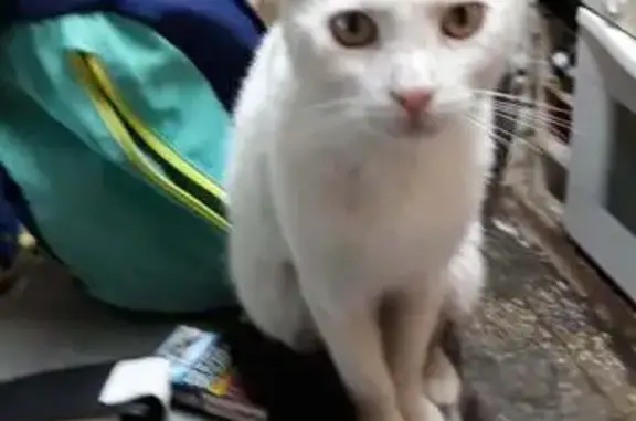 ¡Gato Perdido! Blanco, Negro y Beige en L'Hospitalet