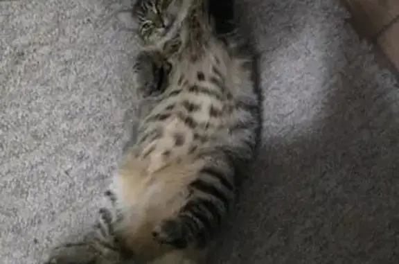 Lost Cat in North Branch: Unique Eyes