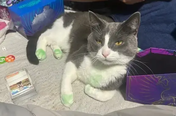 Lost Cat: Grey & Green in New Berlin