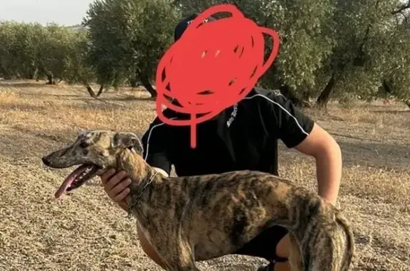 Perro Perdido en Albolote: Collar de Cadena