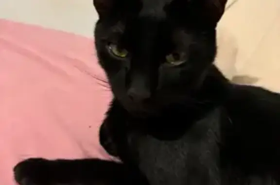 Chat noir mince perdu, 4 ans, Avignon - photo