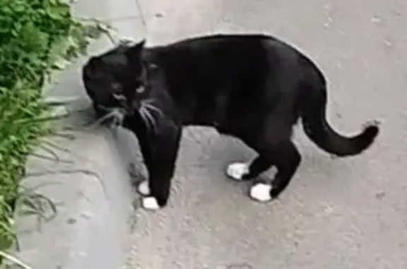 Зник чорний котик з білими лапками в Сумах
