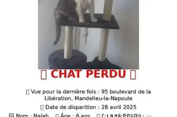 Chat perdu à Mandelieu-la-Napoule - photo