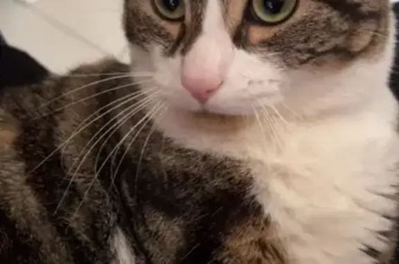 Animaux perdus Grézieu-la-Varenne, photo: Perdu : Chat tigré Bubul yeux verts