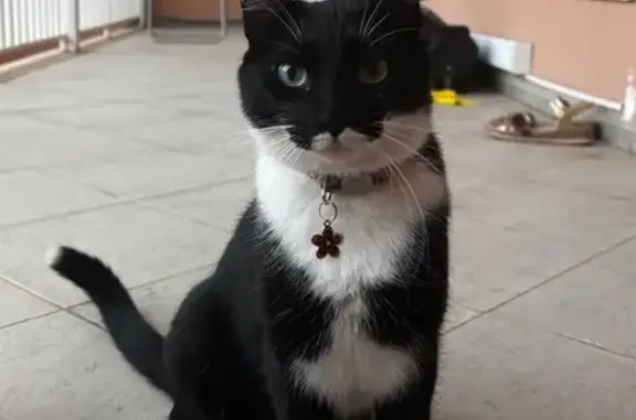 Gato Perdido: Blanca y Negra en Sa Vileta