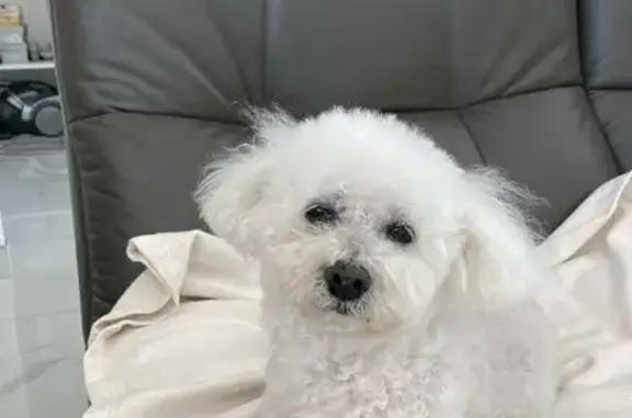 Bichon frisée blanche perdue à St-Prix - photo