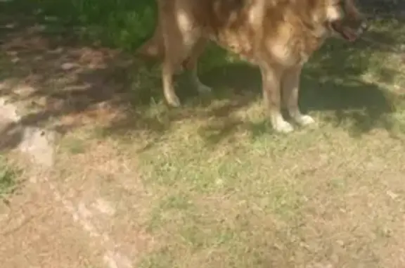 Lost Dog Alert in Thorn Hill, TN