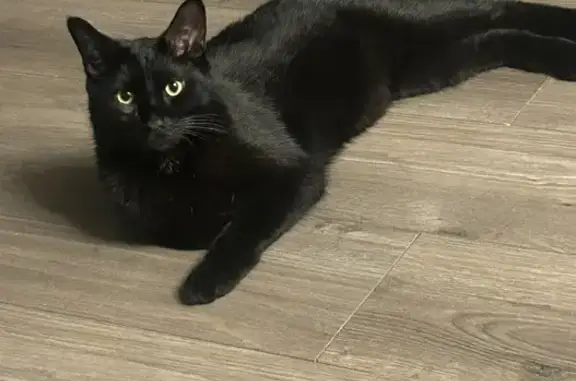 Help Find Jet: Lost Cat in Chicago