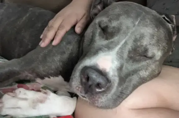 She is silver and white. No collar, very friendly. White chest and socks. Looks to have a tattoo from being spayed. Loves families and children.