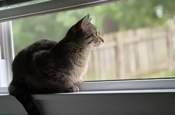 Missing cat Waukesha, photo: Lost Tan & Cream Cat: Waukesha, Help!