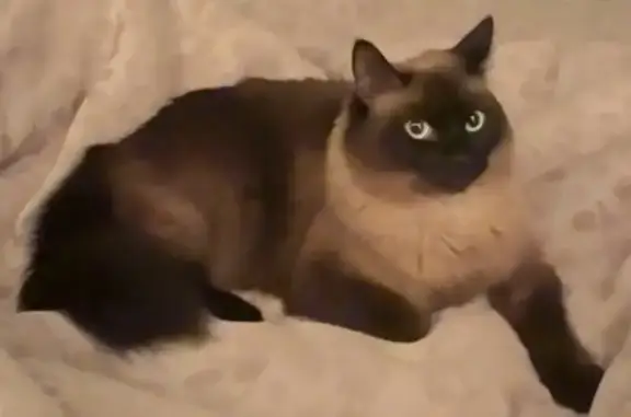Lost Cat Near South Danube St, Aurora