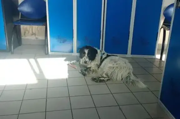Chienne border collie perdue à Châlette - photo