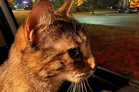 Found cat Dublin, photo: Sweet Striped Cat Found in Dublin