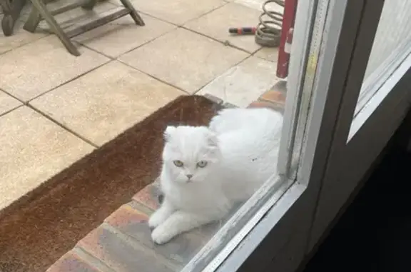 Chat trouvé Croissy-sur-Seine, photo: Scottish Fold blanche trouvée à Croissy