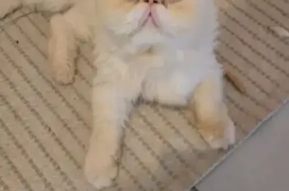 Chatte Persan perdue, blanche, yeux bleus - photo
