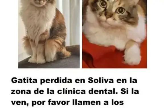 Gata Tricolor Perdida en Málaga - Ayuda