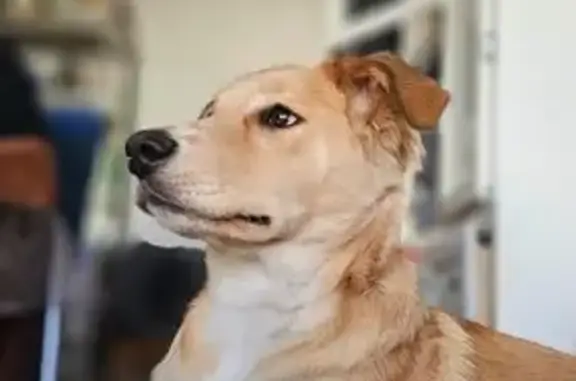Perro perdido: blanco con manchas en Querétaro