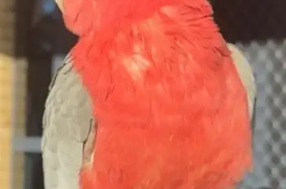 Vibrant Pink Bird Lost in Queensland