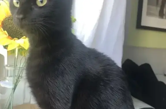 Found: Loving Kitten in Barnme...