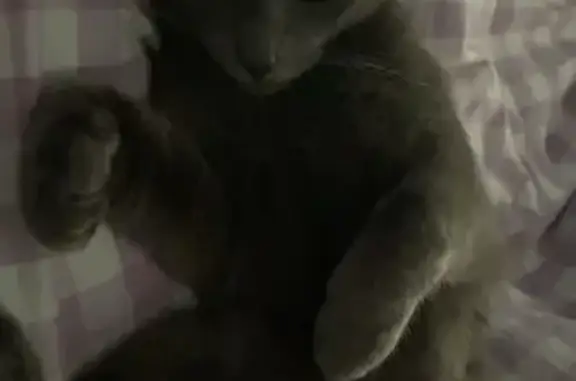 Chat gris perdu, non castré à Annœullin - photo